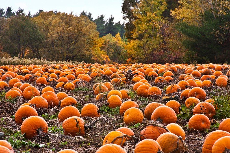 Zo veel bang Bewijzen Je eigen Halloween pompoen kweken - GGs Blog